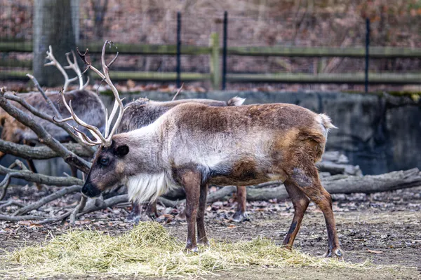 Betsy Kling previews Cleveland Metroparks Zoo’s Primate Forest, a major RainForest transformation opening in 2026