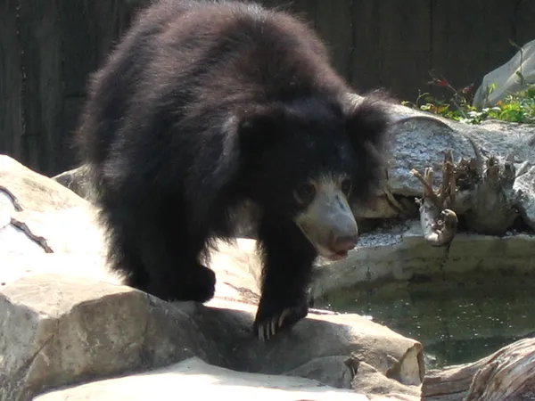Cleveland Metroparks Zoo reports death of young female sloth bear Suhani during medical procedure